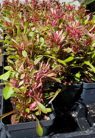 Calico Plant - Nkaj Liab Soob Medicinal Herbs Starter Plant - 2.5" pot