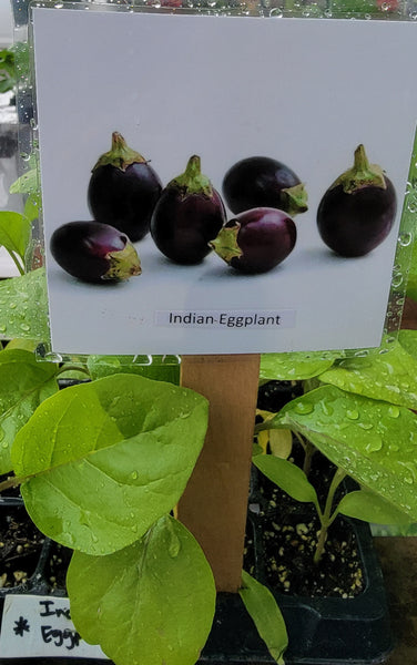 Indian Eggplant Purple Vankaya Starter Live Plants - 4 Seedlings
