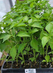 Black Cobra Pepper Kua Txob Lis Voos Live Plants - 4 Seedling