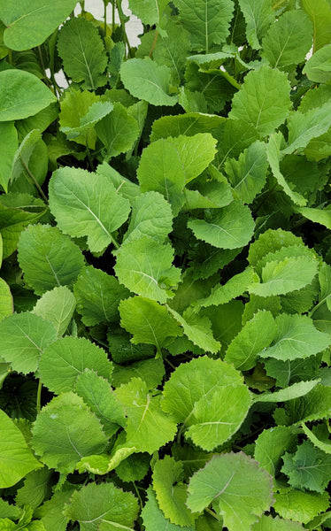 Collard Greens Starter Live Plants - 6 Seedlings