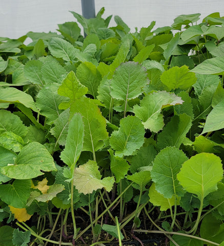 Collard Greens Starter Live Plants - 6 Seedlings