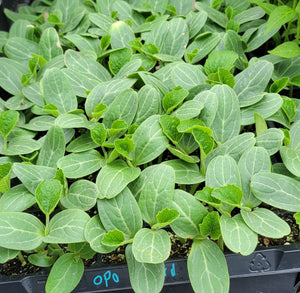 Bottle Gourd, Opo, Cucuzzi Squash Starter Live Plants - 4 Seedlings