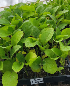 Indian Eggplant Purple Vankaya Starter Live Plants - 4 Seedlings