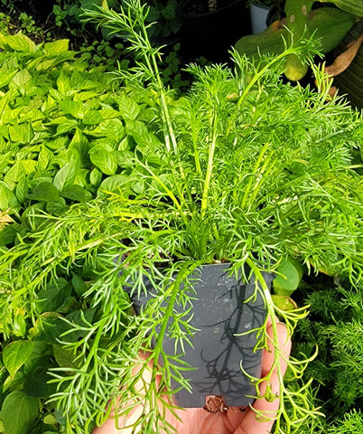German Chamomile Herbs Starter Live Plants - 2.5" pot