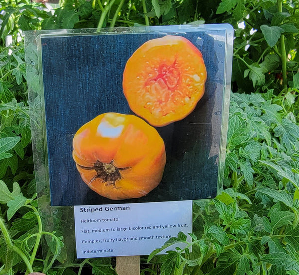 Striped German Tomato Heirloom Starter Live Plants - 4 Seedlings