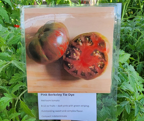 Pink Berkeley Tie Dye Tomato Heirloom Starter Live Plants - 4 Seedlings