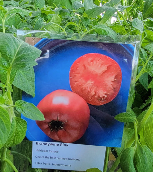Brandywine Pink Tomato Heirloom Starter Live Plants - 2.5" pot