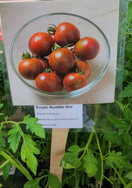 Purple Bumble Bee Tomato Heirloom Starter Live Plants - 4 Seedlings