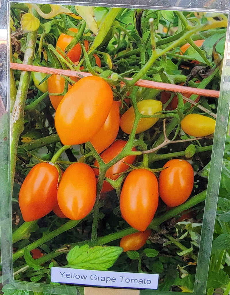 grape tomato plants in pots Yellow Grape Cherry Tomato Starter Live Plants
