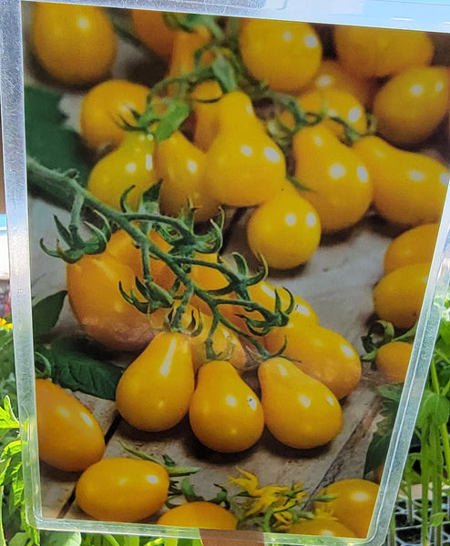 Yellow Pear Tomato Starter Live Plants - 2.5" pot