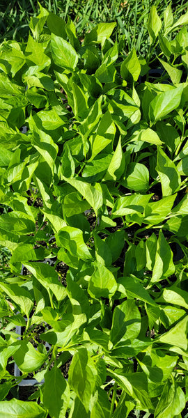 Anaheim Pepper Starter Live Plants - 4 Seedlings