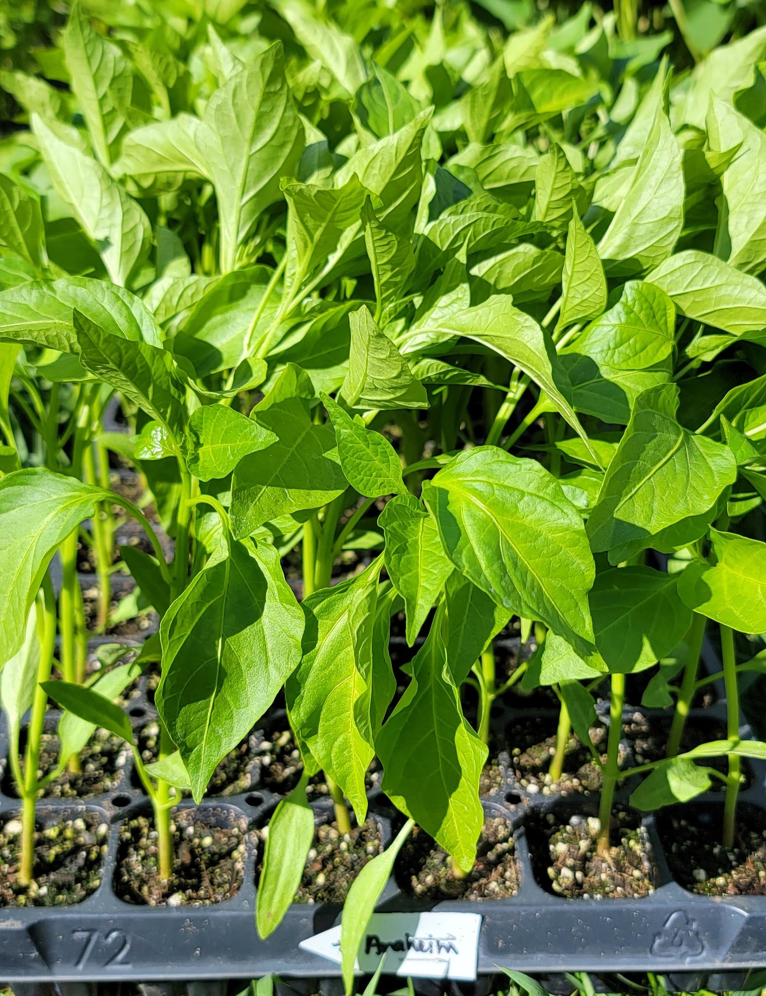 Anaheim Pepper Starter Live Plants - 4 Seedlings