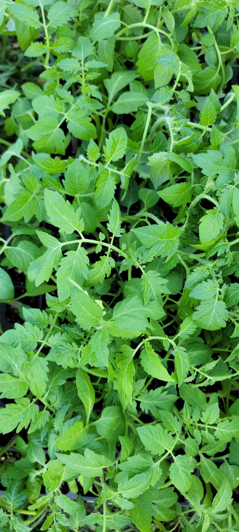 grape tomato plant in pot Yellow Grape Cherry Tomato Starter Live Plants