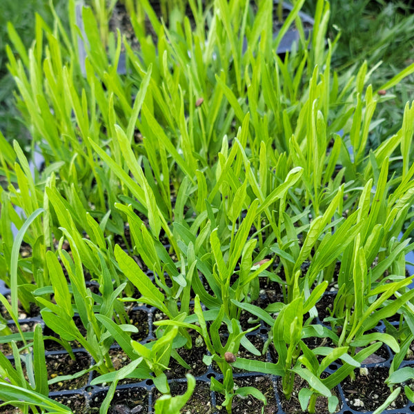 Water Spinach Ong Choy Vegetable Live Plants - 4 Seedlings