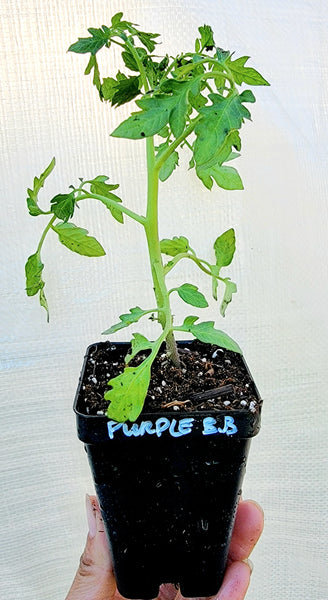 Purple Bumble Bee Tomato Heirloom Starter Live Plants - 2.5" pot