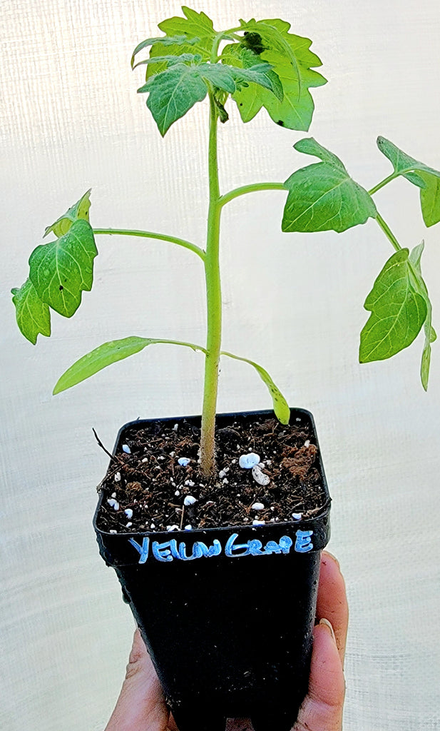 grape tomato plants in pots Yellow Grape Cherry Tomato Starter Live Plants
