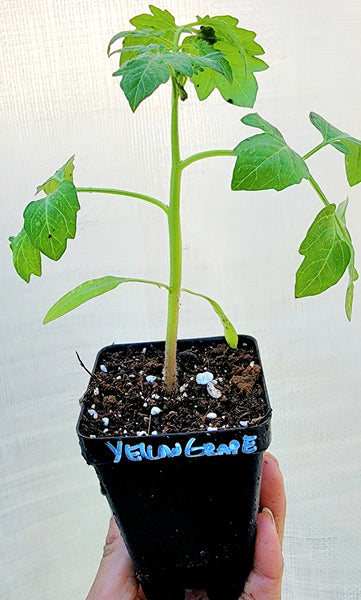 Yellow Grape Cherry Tomato Starter Live Plants - 2.5" pot