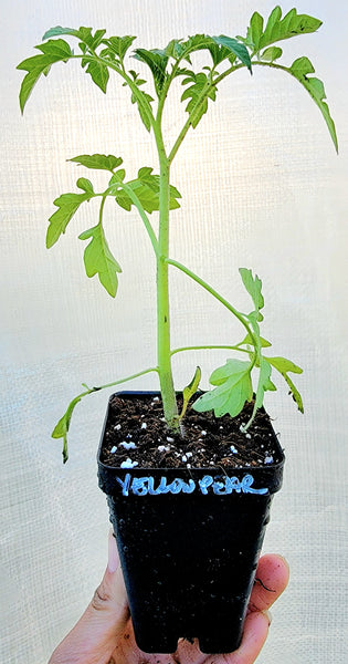 Yellow Pear Tomato Starter Live Plants - 2.5" pot
