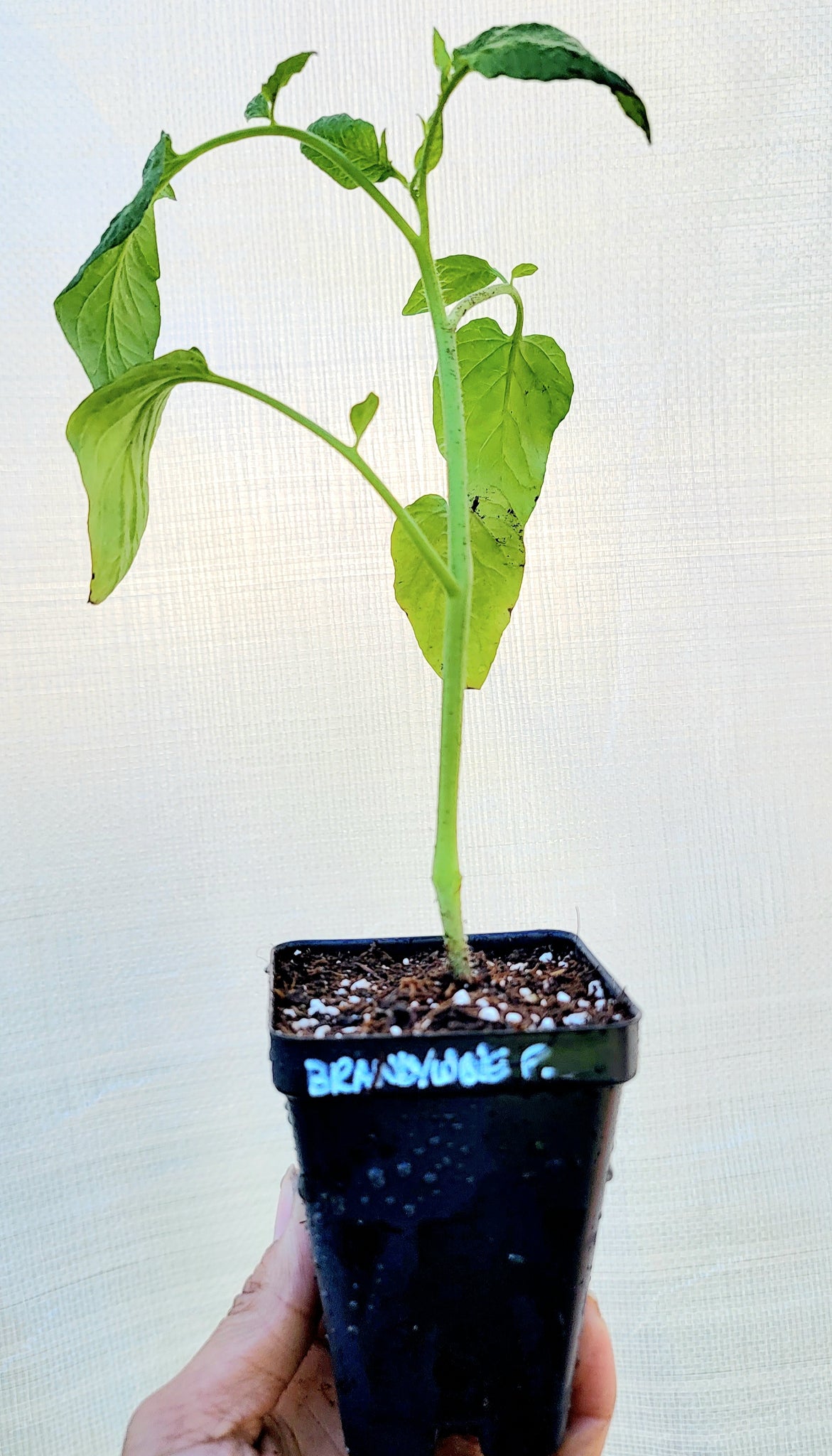 Brandywine Pink Tomato Heirloom Starter Live Plants - 2.5" pot