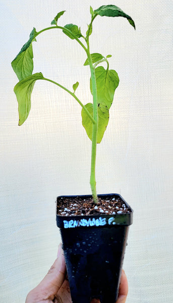 Brandywine Pink Tomato Heirloom Starter Live Plants - 2.5" pot