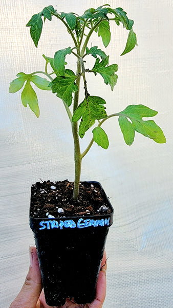 Striped German Tomato Heirloom Starter Live Plants - 2.5" pot