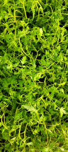 Speckled Roman Tomato Heirloom Starter Live Plants - 2.5" pot