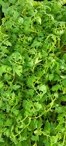 Striped German Tomato Heirloom Starter Live Plants - 4 Seedlings