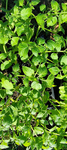 Red Grape Cherry Tomato Starter Live Plants - 2.5" pot