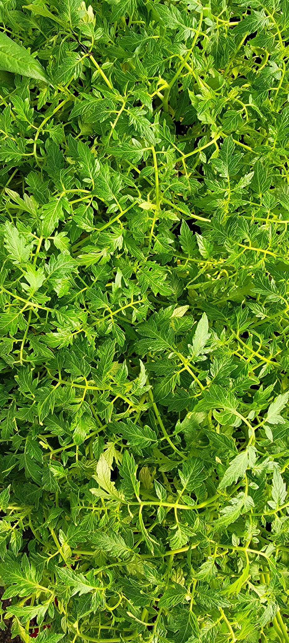 Pink Bumble Bee Tomato Heirloom Starter Live Plants - 4 Seedlings