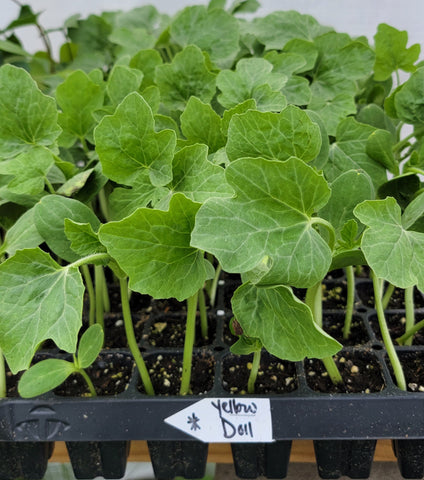 Yellow Doll Hybrid Watermelon Starter Live Plants - 4 Seedlings