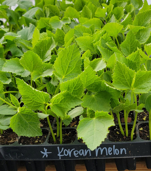 Chamoe Korean Melon Starter Live Plants - 4 Seedlings