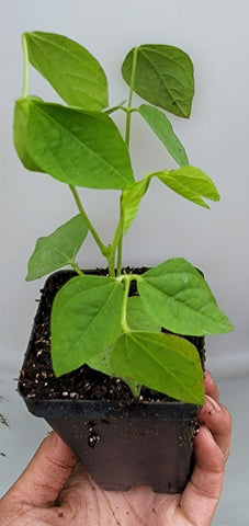 Winged Bean Starter Live Plants - 2.5" pot