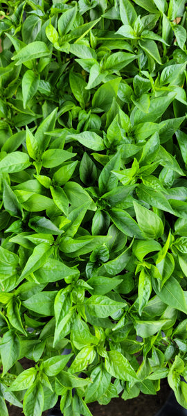 Poblano Ancho Pepper Starter Live Plants - 4 Seedlings