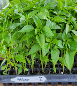 Poblano Ancho Pepper Starter Live Plants - 4 Seedlings