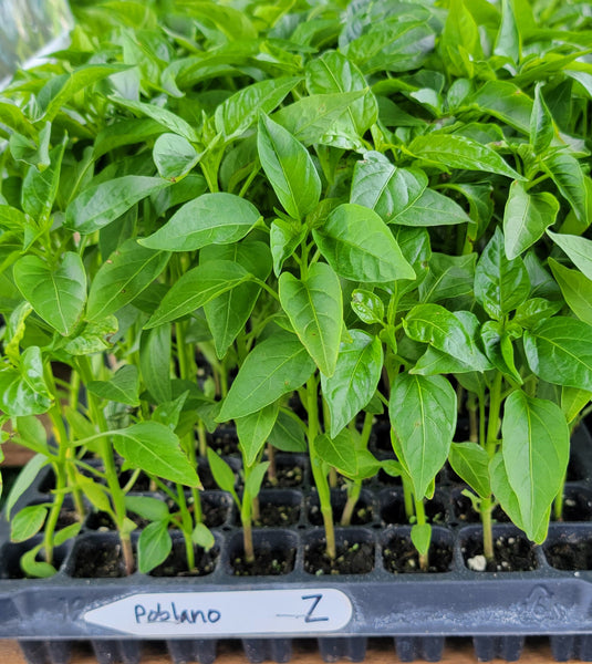 Poblano Ancho Pepper Starter Live Plants - 4 Seedlings