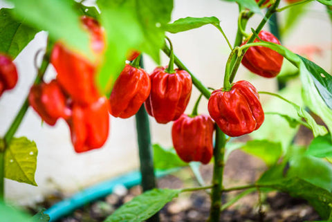 Caribbean Red Habanero Pepper Seeds Heirloom Non-GMO (50+ Seeds)