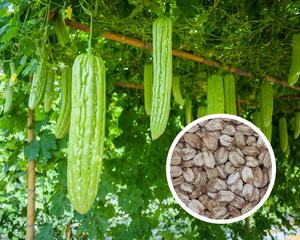 bitter gourd seeds planting Chinese Bitter Gourd, Bitter Melon Seeds Non-GMO (10+ Seeds)