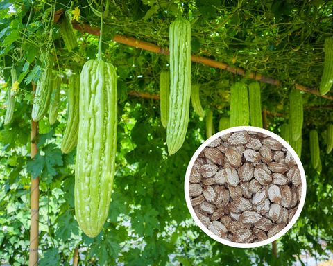 Chinese Bitter Gourd, Bitter Melon Seeds Non-GMO (10+ Seeds)