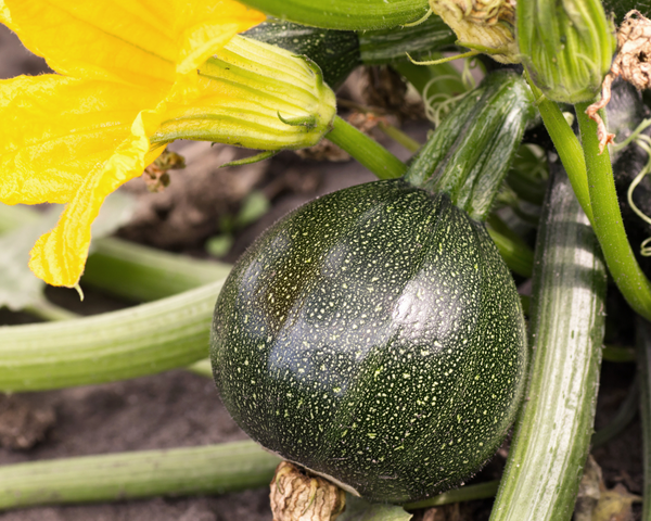 Round Zucchini Summer Squash Starter Live Plants - 4 Seedlings