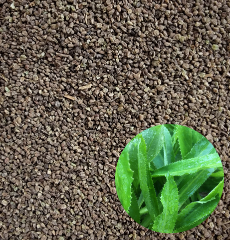 Culantro Recao Seeds Heirloom Herbs Non-GMO (2000+ Seeds)