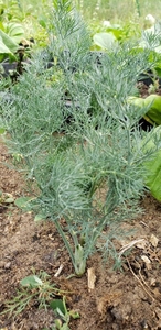 Dill Seeds for Planting Heirloom Herbs Non-GMO (500+)