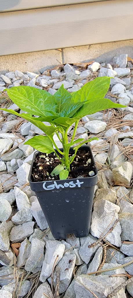 ghost pepper plant in pot Ghost (Bhut Jolokia) Red Pepper Live Plants
