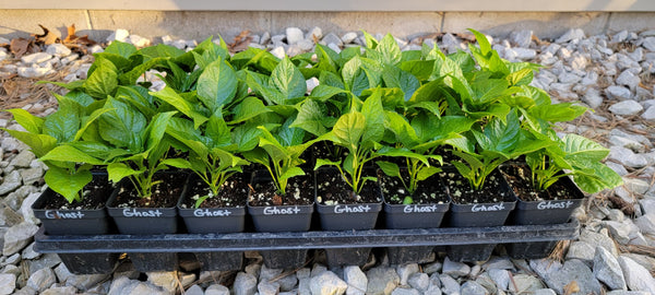Ghost Pepper Bhut Jolokia Live Plants - 1 Seedling