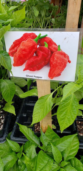 Ghost Pepper Bhut Jolokia Live Plants - 1 Seedling