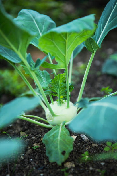 Kohlrabi White Vienna Seeds Heirloom Non-GMO (600+ Seeds)