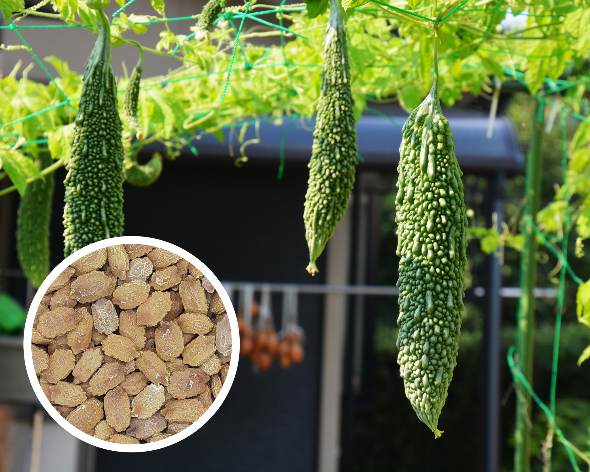 where to buy bitter melon seeds for planting Japanese (Futo) Bitter Gourd, Bitter Melon Seeds Non-GMO (8+ Seeds) – Hello May Garden