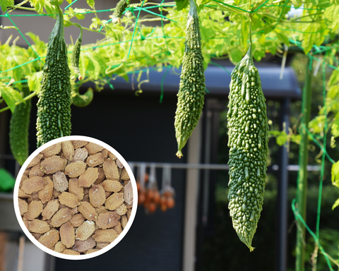 Japanese (Futo) Bitter Gourd, Bitter Melon Seeds Non-GMO (8+ Seeds)