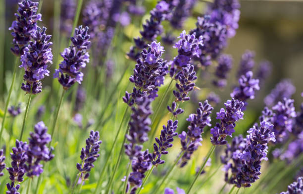 Lavender Seeds Herbs Heirloom Non-GMO (200+)