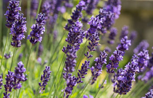 Lavender Seeds Herbs Heirloom Non-GMO (200+)