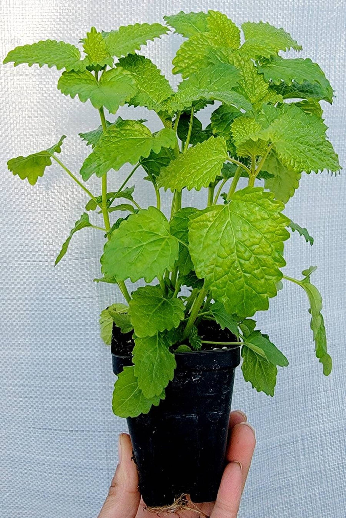 lemon balm potted plant Lemon Balm Herbs Live Plant